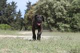 CANE CORSO 043